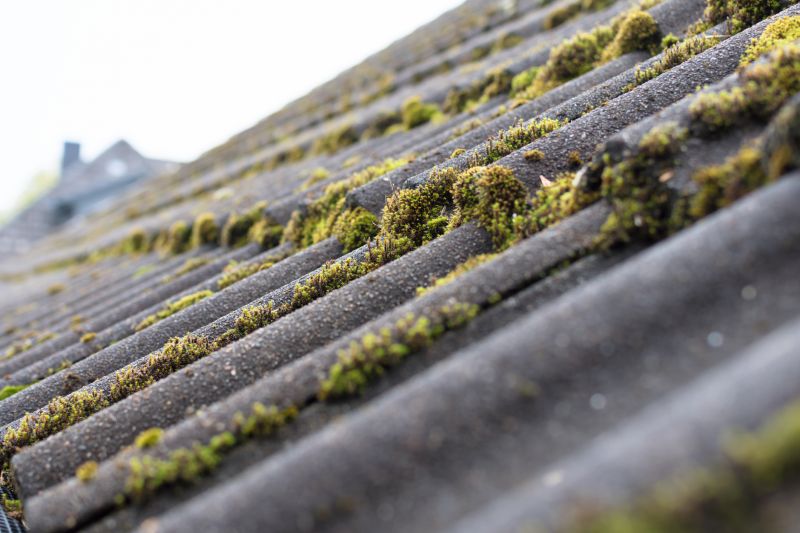 Roof Moss Treatment Service