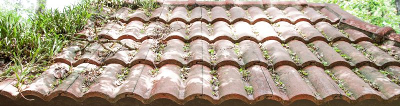 How Roof Cleaning Helps Prevent Mold, Algae, And Moss Growth
