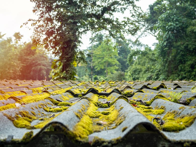 Roof Moss Treatment Service